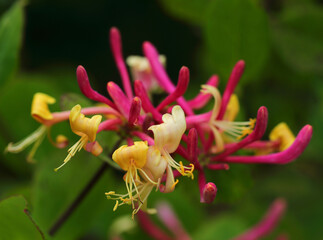Perfect example of Lonicera etrusca. Pink and yellow Honeysuckle flowers with foliage in the...