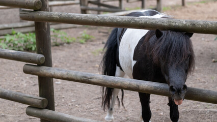 Funny Black and White Pony Sticking Tongue Behind Fence