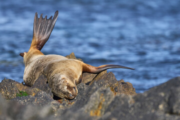 Southern Sea Lion (Otaria flavescens) on the coast of Carcass Island in the Falkland Islands.