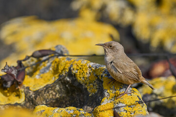 Cobb's Wren (Troglodytes cobbi) foraging for food on Carcass Island in the Falkland Islands.