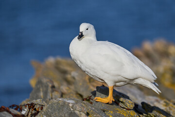 Male Kelp Goose (Chloephaga hybrida malvinarum) on the coast of Carcass Island in the Falkland Islands.