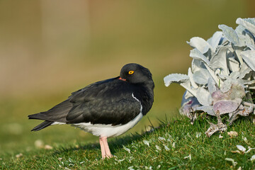 Magellanic Oystercatcher (Haematopus leucopodus) resting amongst Sea Cabbage plants (Senecio candidans) on Carcass Island on the Falkland Islands.