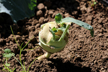 Kohlrabi Brassica oleracea, also known as German turnip and stem turnip, features a pale green...