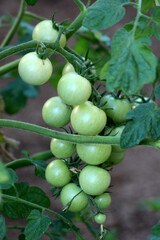 Tomato Solanum lycopersicum, also known as garden tomato and love apple, shows a cluster of unripe green fruits with smooth skins and hairy stems, surrounded by dark green leaves and marigold.