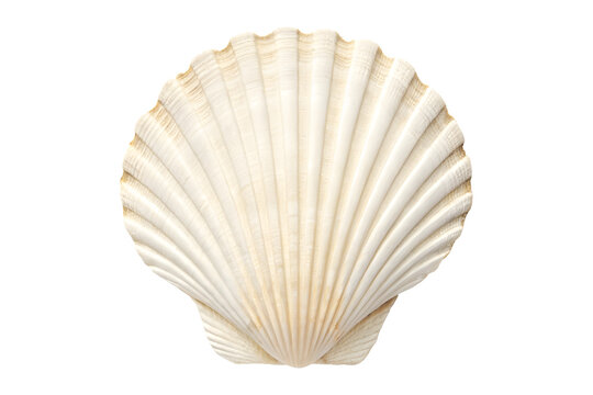 Seashell isolated on transparent background png