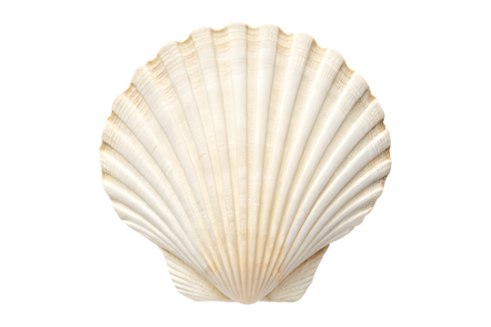 Seashell isolated on transparent background png