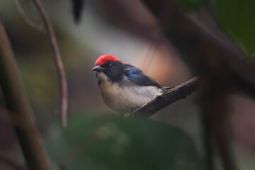 scarlet-backed flowerpecker or Cyornis poliogenys seen in Karimganj, Assam India