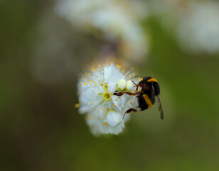Close-up of a Buff-tailed Bumblebee, bombus terrestris lusitanicus on a Blackthorn bush flower....