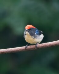 scarlet-backed flowerpecker or Cyornis poliogenys seen in Karimganj, Assam India