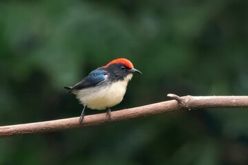 scarlet-backed flowerpecker or Cyornis poliogenys seen in Karimganj, Assam India