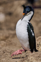 Breeding colony of Imperial Shag (Phalacrocorax atriceps albiventer) on the coast of Carcass Island in the Falkland Islands.