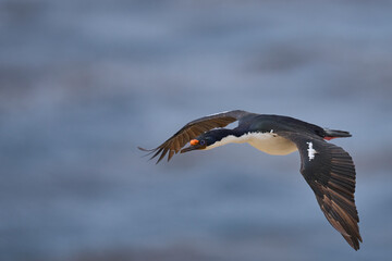 Imperial Shag (Phalacrocorax atriceps albiventer) coming in to land on the coast of Carcass Island on the Falkland Islands