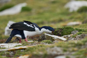 Imperial Shag (Phalacrocorax atriceps albiventer) collecting nesting material on the coast of Carcass Island in the Falkland Islands.