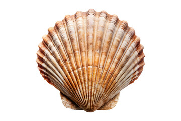 Obraz premium Sea shell isolated on png