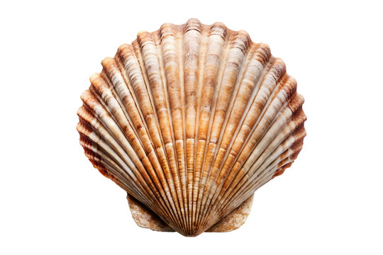 Sea shell isolated on png