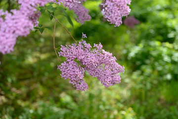 Obraz premium lilac flowers on a defocused background with leaves
