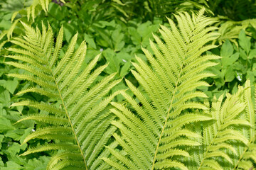 green fern leaves in the park