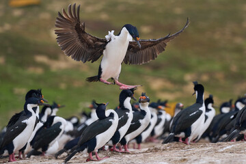 Fototapeta premium Imperial Shag (Phalacrocorax atriceps albiventer) coming in to land on the coast of Carcass Island on the Falkland Islands