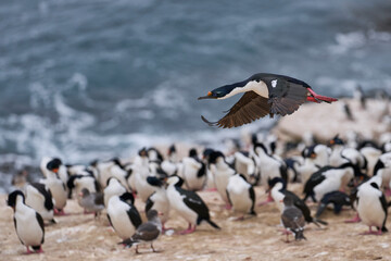Imperial Shag (Phalacrocorax atriceps albiventer) coming in to land on the coast of Carcass Island on the Falkland Islands