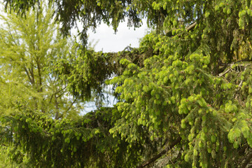 coniferous trees in the park, spring