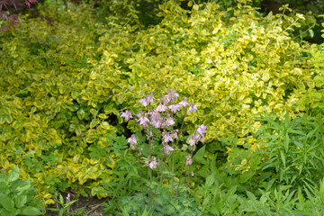 pink columbine and shrubs in the garden