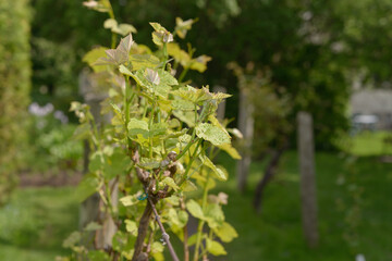 grape vine branch with leaves