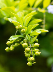 Fototapeta premium A bunch of green berries on a plant