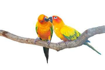 Beautiful Sun Conure or Ara solstitialis on white background