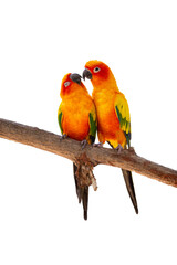 Two Sun Conure parrots on a branch isolated on white background