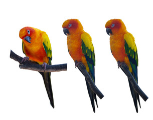 Set of Sun Conure parrots isolated on a white background.