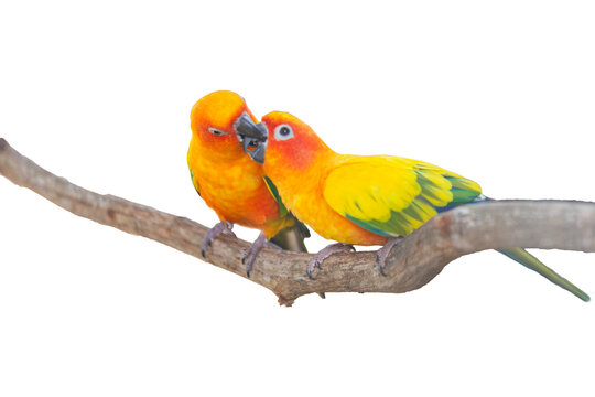 Two Sun Conure Parrots Showing Their Love On Separate Branches On White Background
