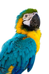 Blue-and-yellow macaw, Ara ararauna, isolated on white background