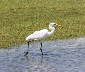 A white bird with a long neck is walking in the water