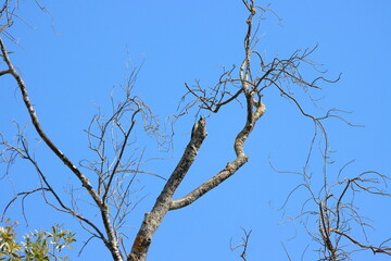 tree branches with blue sky.Dead tree with blue sky in the background,Chiangmai Thailand.