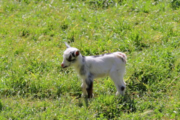 Obraz premium goat on the green grass.little goat on a green meadow in the summer in the village