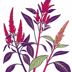 seamless pattern with amaranthus