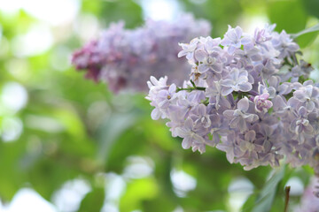 Beautiful light flowers of lilac bush. Spring floral background. Flowers close-up with selective focus. Lilac in park or garden. Nature in spring. Lilac of light shades
