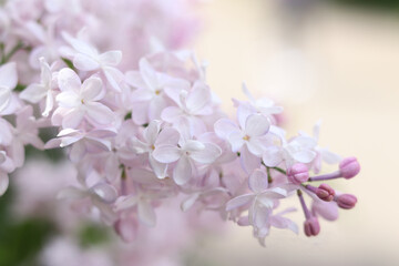 Beautiful light flowers of lilac bush. Spring floral background. Flowers close-up with selective...