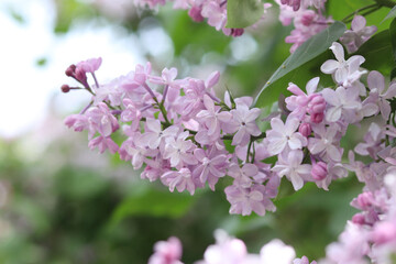Beautiful light flowers of lilac bush. Spring floral background. Flowers close-up with selective focus. Lilac in park or garden. Nature in spring. Lilac of light shades