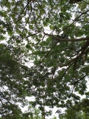 Looking up at canopy of lush foliage, a natural green umbrella
