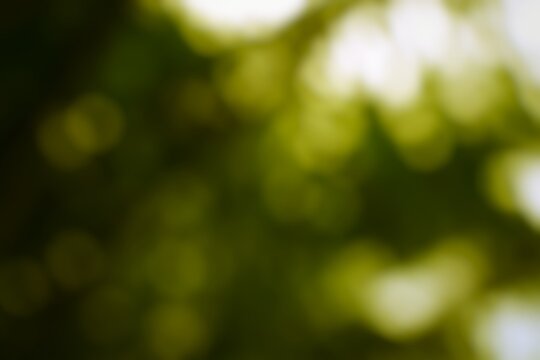 Ethereal verdant shimmerings blurred abstract nature background