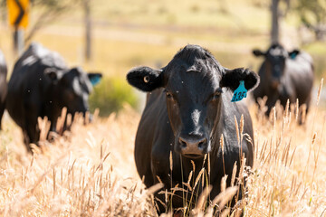 beautiful cattle in Australia  eating grass, grazing on pasture. Herd of cows free range beef being...