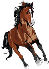 Fototapeta premium horse vector illustration