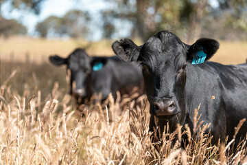 beautiful cattle in Australia  eating grass, grazing on pasture. Herd of cows free range beef being...