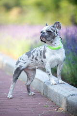french bulldog in lavender bushes