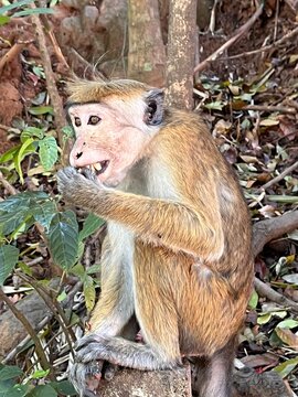 małpa Sri Lanka