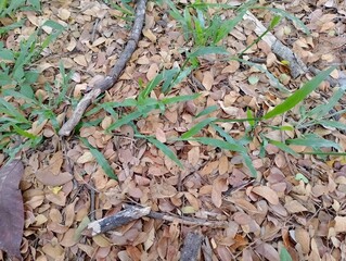 Vibrant grass emerging amidst fallen foliage a scene of nature's resilience