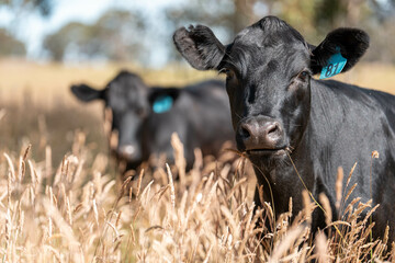 beautiful cattle in Australia  eating grass, grazing on pasture. Herd of cows free range beef being...