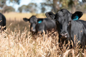 beautiful cattle in Australia  eating grass, grazing on pasture. Herd of cows free range beef being...