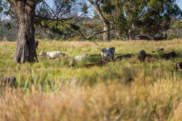 Green Pasture crop farm practicing Sustainable agriculture the Future of Regenerative Farming in...